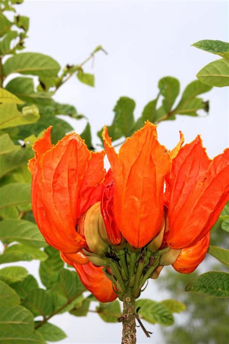 Spathodea Campanulata Flower, Vijayapura, Karnataka. 11830702 Stock ...