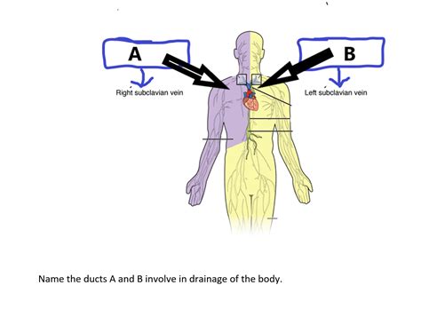 Solved Name The Ducts A And B Involve In Drainage Of The Chegg