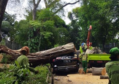 Fakta Pohon Tumbang Timpa Fortuner Milik Pegawai Mabes Polri Tak Ada