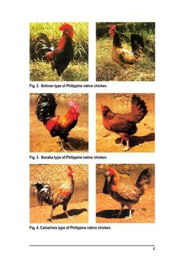 philippine native chicken production guide  chicken birds