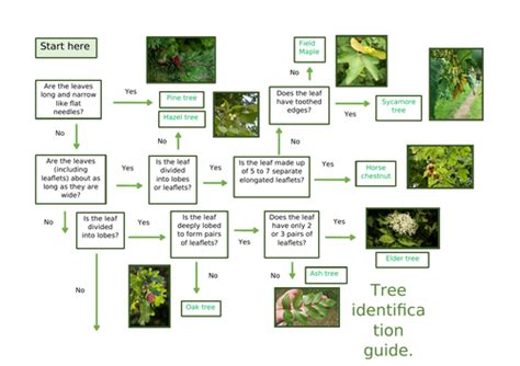 Tree identification guide | Teaching Resources