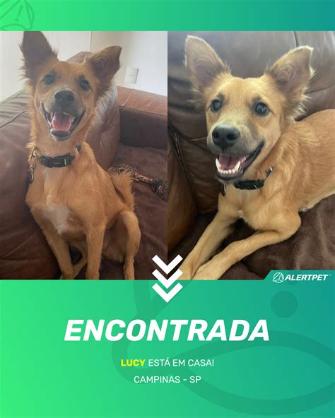 Cachorro Encontrado Campinas SP Lucy AlertPet