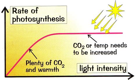 Biology Ordinary Level Notes Plant Nutrition Part Factors