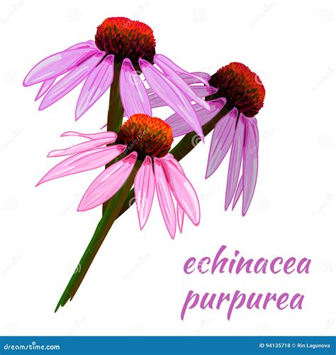 Echinacea Purpurea Healing Flower Vector Medical Illustration Isolated