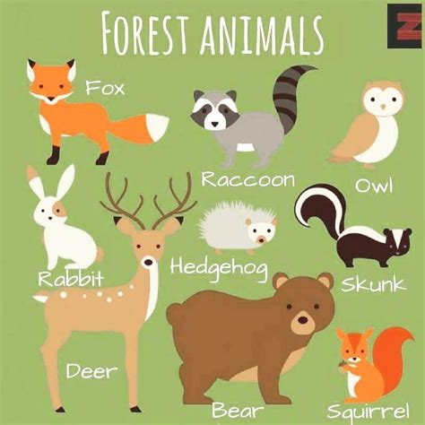 Forest Animals List For Kids