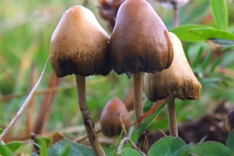 Kandungan Senyawa Psilocybin Dalam Jamur Psychedelic Bisa Kurangi