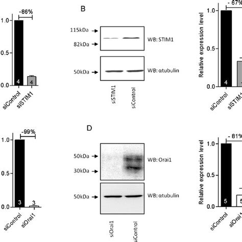 Effect Of Stim And Orai Knockdown On Mrna And Protein Levels A C