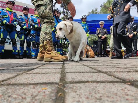 Gracias Frida” La Dedicatoria Especial De La Marina De México A Su Labrador Más Famosa Infobae