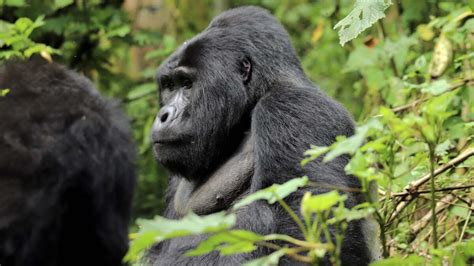 Rushaga Region Gorilla Safari Tours And Holidays Trek Africa Expeditions