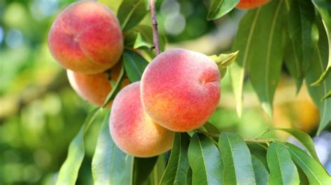 9 Best Peach Tree Varieties for Home Gardens