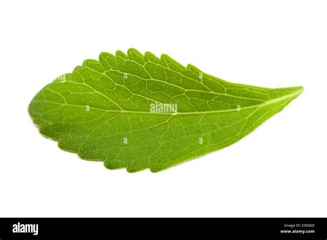 Stevia Leaf Isolated On White Background Stock Photo Alamy