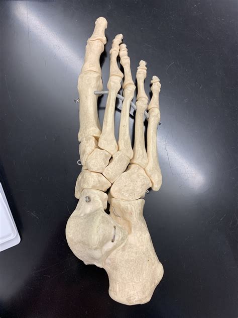 Tarsals Metatarsals Phalanges Diagram Quizlet