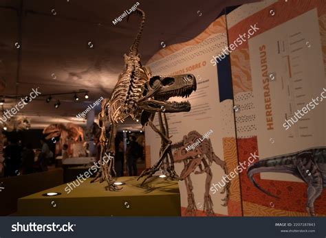 29 Herrerasaurus Skeleton Images, Stock Photos, 3D objects, & Vectors | Shutterstock