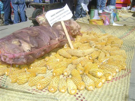 Pueblos Originarios Celebran D A Nacional Del Ma Z En Tlaxiaco Oaxaca