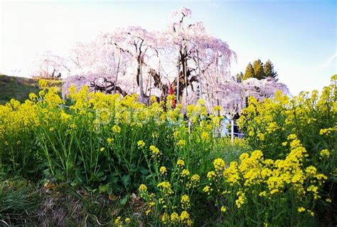 三春滝桜と菜の花 No 4321530｜写真素材なら「写真ac」無料（フリー）ダウンロードok