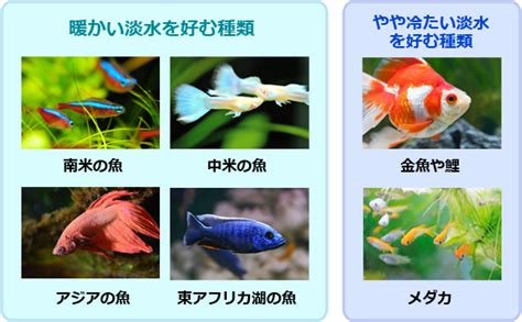 ナチュラルアクアリウムの淡水魚ガイド～産地別種類と飼育方法 株式会社セラジャパン