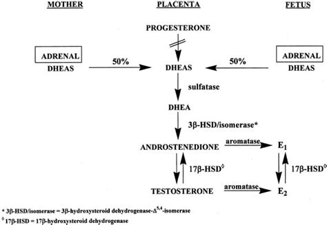 Production Clearance And Measurement Of Steroid Hormones Glowm