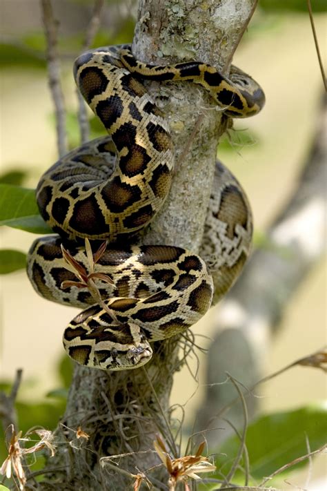 Python Snake Free Stock Photo - Public Domain Pictures