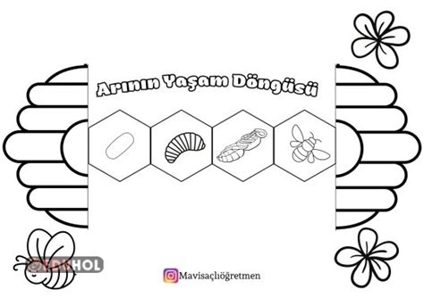 Arıların Yaşam Döngüsü Eduhol Etkinlik İndir Oyun Oyna Test Çöz