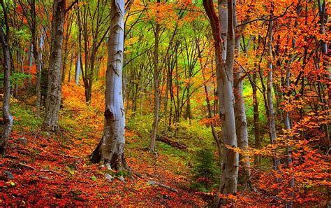 Autumn Forest Trees Nature Falling Leaves Leaves Woods Fall HD