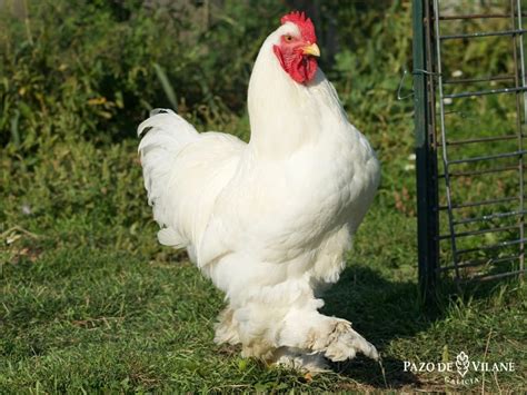 Gallina Cochinchina una gallina de gran tamaño y tranquila