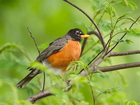 What is the State Bird of North Carolina? (And Why?) | Birdfact