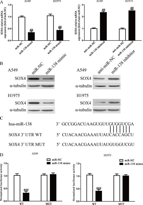 Sox Was A Direct Target Of Mir A The Mrna Level Of Sox Was