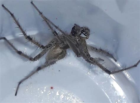 Hobo Spider Agelenopsis Bugguidenet