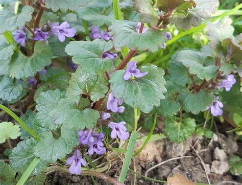 Gundelrebe Gundermann Artengruppe Glechoma Hederacea Ag Flickr