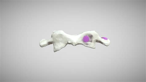 Atlas Vertebrae Labeled Final 3d Model By San Diego State