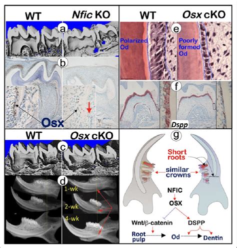 Osterix Of The Key Downstream Molecules Of Nfic Plays A Crucial