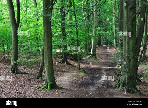 Trunk Trees Hi Res Stock Photography And Images Alamy