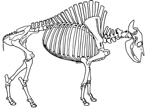 Bison Biology Facts About Bison All About Bison