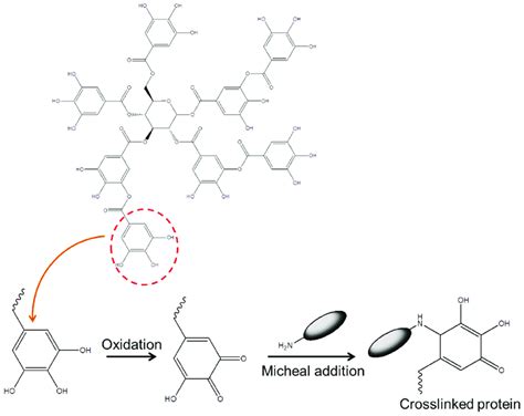 Mechanism Of Crosslinking Of Proteins Peptides By Tannic Acid