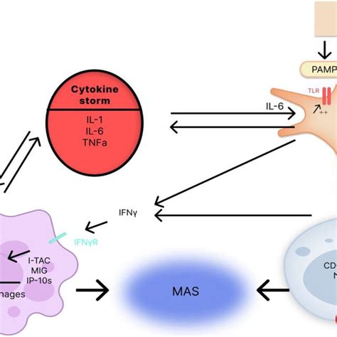 The Influence Of Pro Inflammatory Cytokines Il 6 Il 1 And Tnfα On Download Scientific