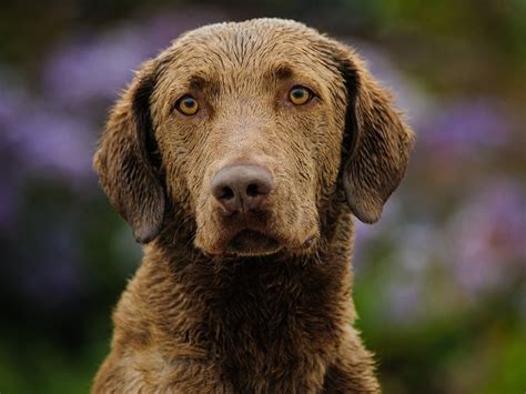 A Large Breed Of Dogs Chesapeake Bay Retriever