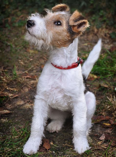 Lab Terrier Mix What To Expect From This Diverse Cross