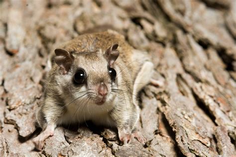 Southern Flying Squirrel