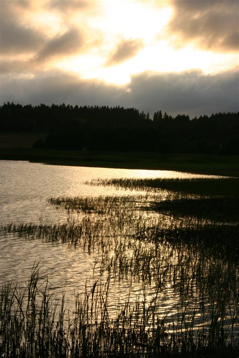 Free Images Landscape Sea Tree Nature Grass Horizon Marsh