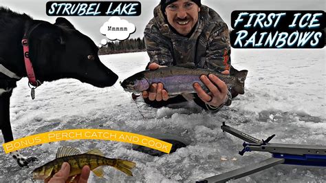 Strubel Lake First Ice Rainbows Bonus Perch Catch And Cook Youtube