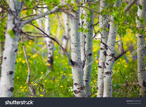 Aspens Wildflowers Stock Photo Shutterstock