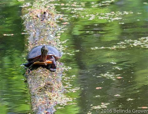 PAINTED TURTLES (TWO PHOTOGRAPHS) | BELINDA GROVER PHOTOGRAPHY