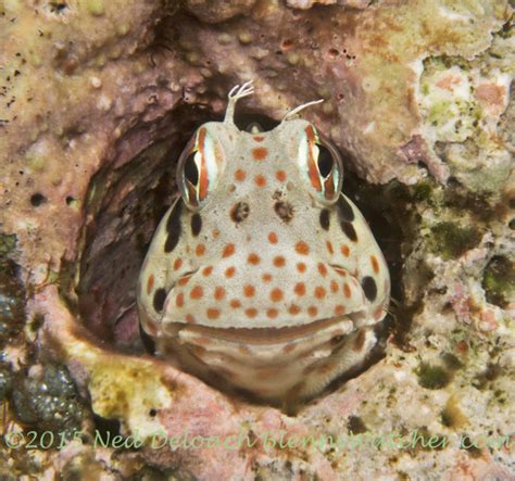 Blennies - Fiji Favorites | The Blenny Watcher Blog