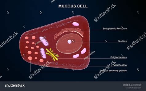 foveolar cells stock   images shutterstock
