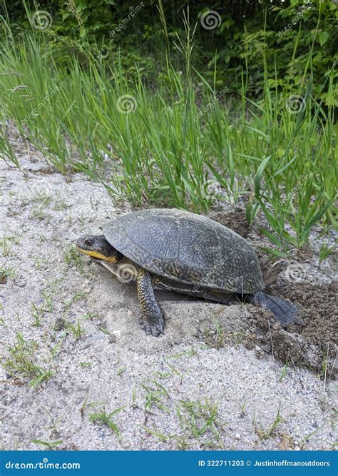 Blanding`s Turtles, Endangered Species In Swamp Stock Photo