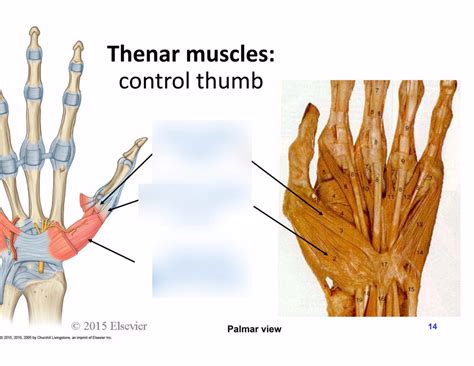 MSS Thenar Muscles Diagram | Quizlet