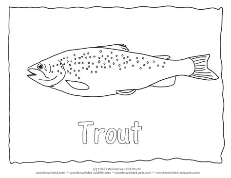 Common Trout Picture To Color 3 Brown Trout Coloring Page With Trout