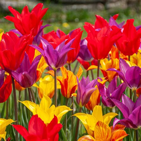 Three Kings™ Tulip Blend Wholesale Pricing Colorblends®