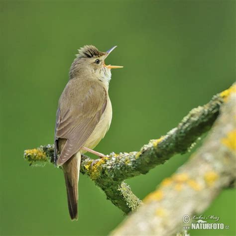 Acrocephalus Palustris Pictures Marsh Warbler Images Nature Wildlife