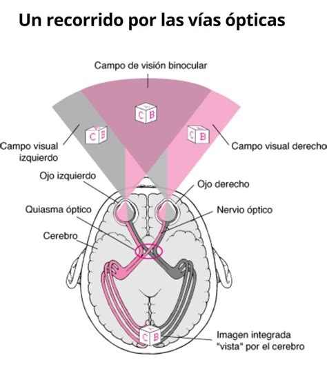 Vías ópticas Via optica Optica y optometria Anatomía del ojo